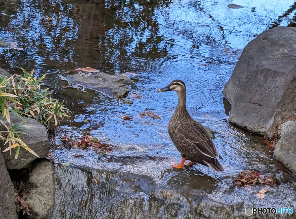 寒くないもん♪
