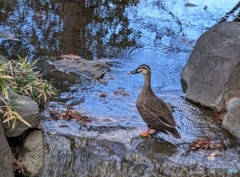 寒くないもん♪