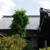 甦れ 凌霄花