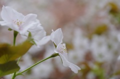 鐘馗② 儚げな君の横顔に