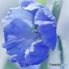 花の涼③