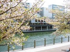 名残り桜から見えるピザ屋さん