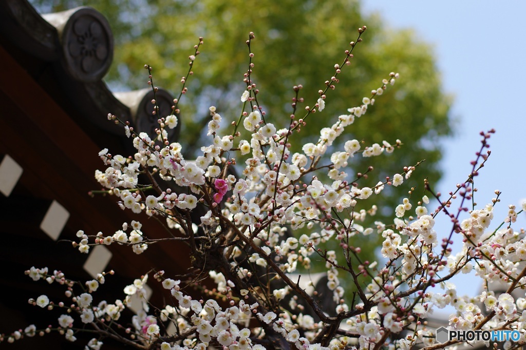 なにわの天神さんの梅の花