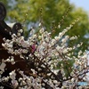 なにわの天神さんの梅の花