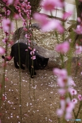 黒猫に枝垂れる