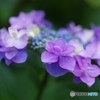 紫陽花しぐれ