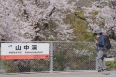駅を降りたらすぐ桜