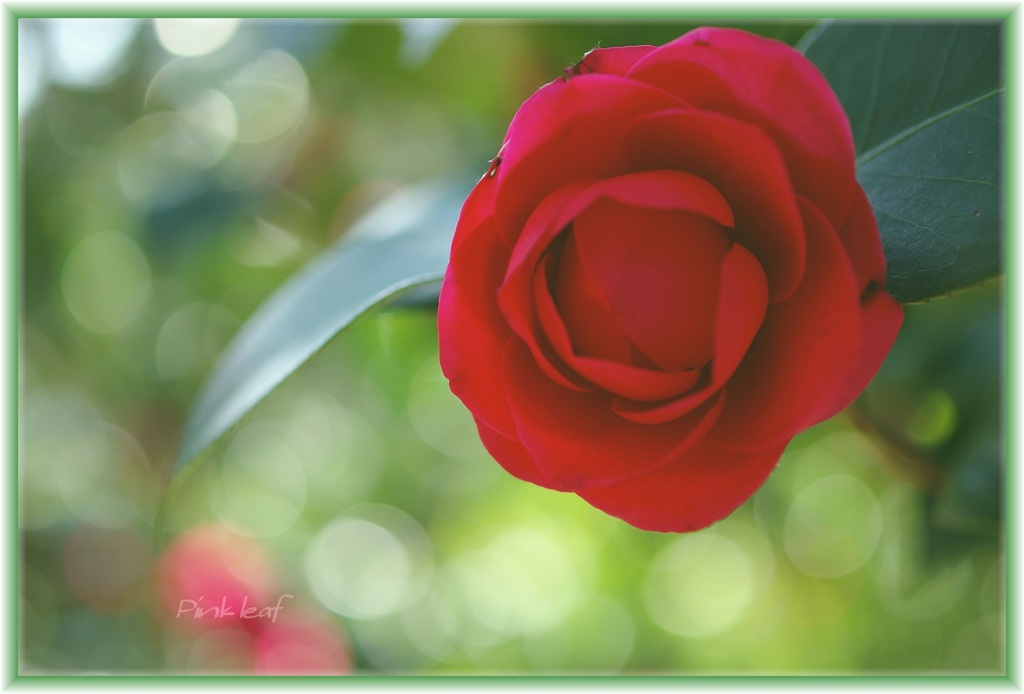 Camellia