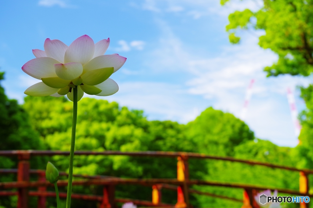 空に羽ばたくように