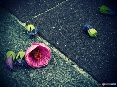 アブチロン・花散る時