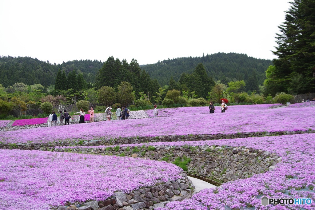 永澤寺・花のじゅうたん