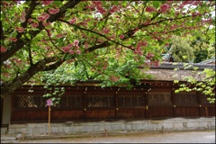 平野神社最後の桜