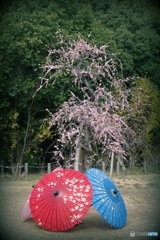 和傘とちっちゃい枝垂れ梅