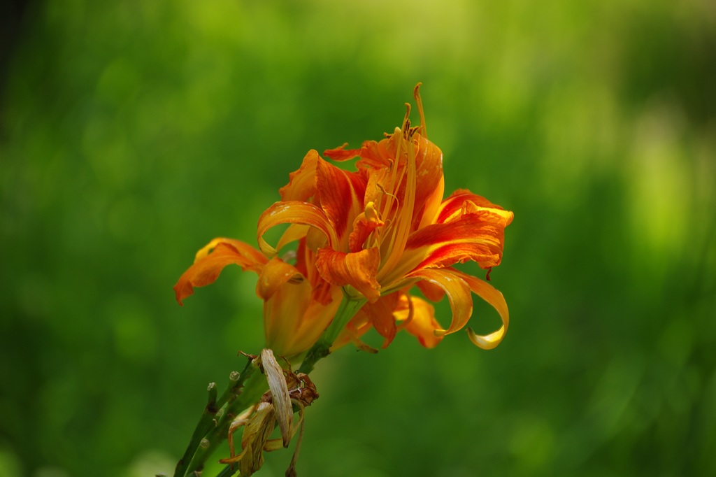 燃え立つように