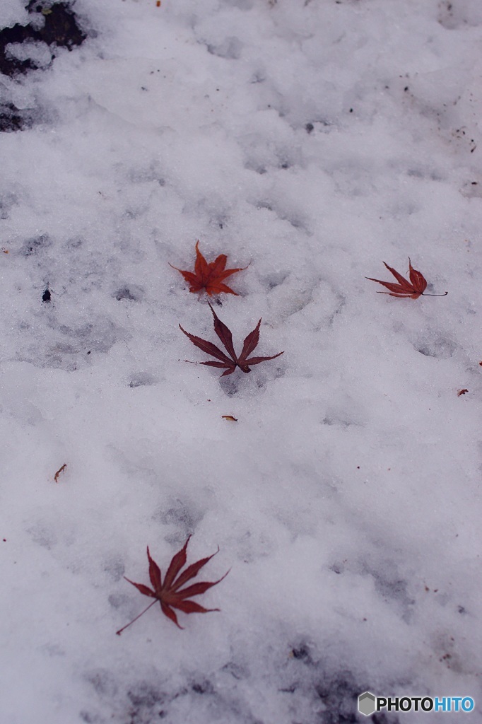 残雪にはらり