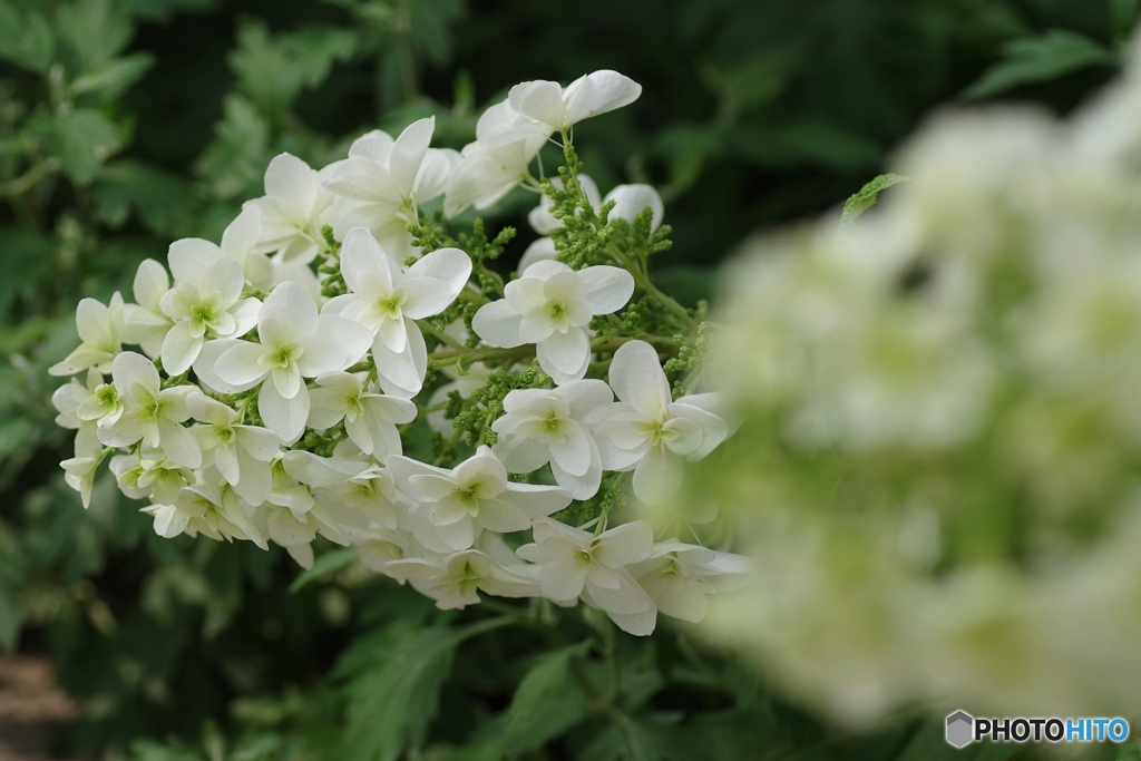 柏葉紫陽花横顔