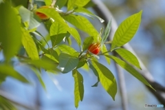 クチナシの白い花～♪ 実はオレンジ色だったの