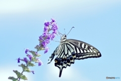 アゲハ蝶、空に舞う