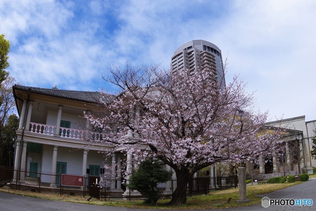 泉布観と桜