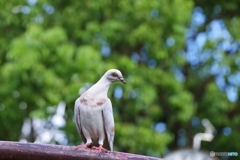 珍鳥かと思ったら…