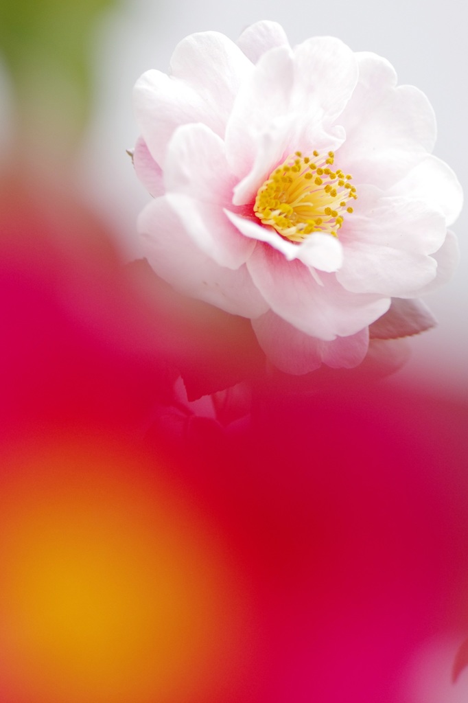 山茶花姉妹 