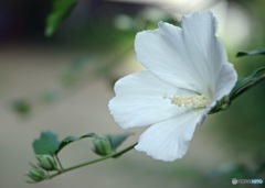 夏の三姉妹❀次女