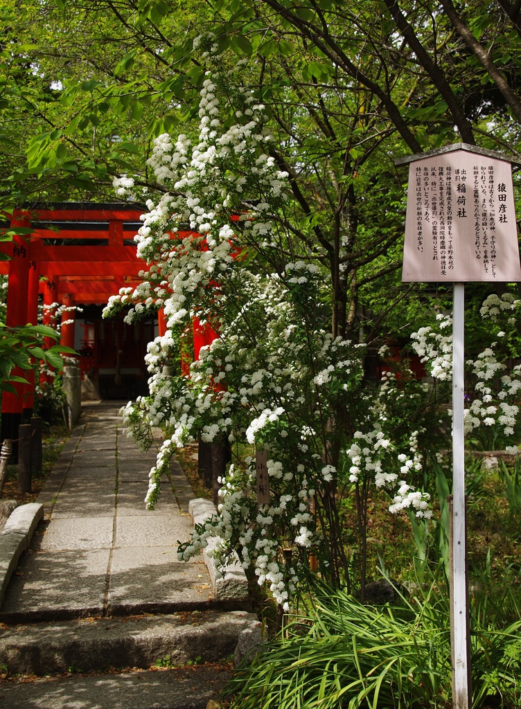 鳥居に小手毬