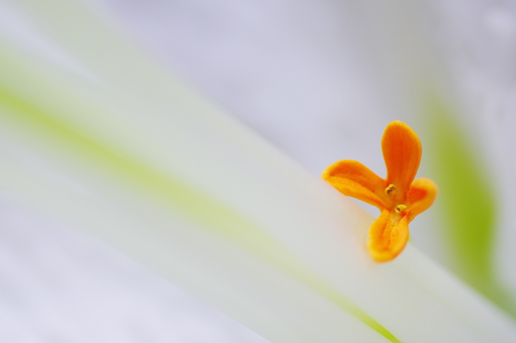 こぼれ花