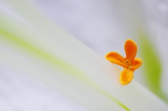 こぼれ花