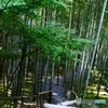 圓光寺竹林