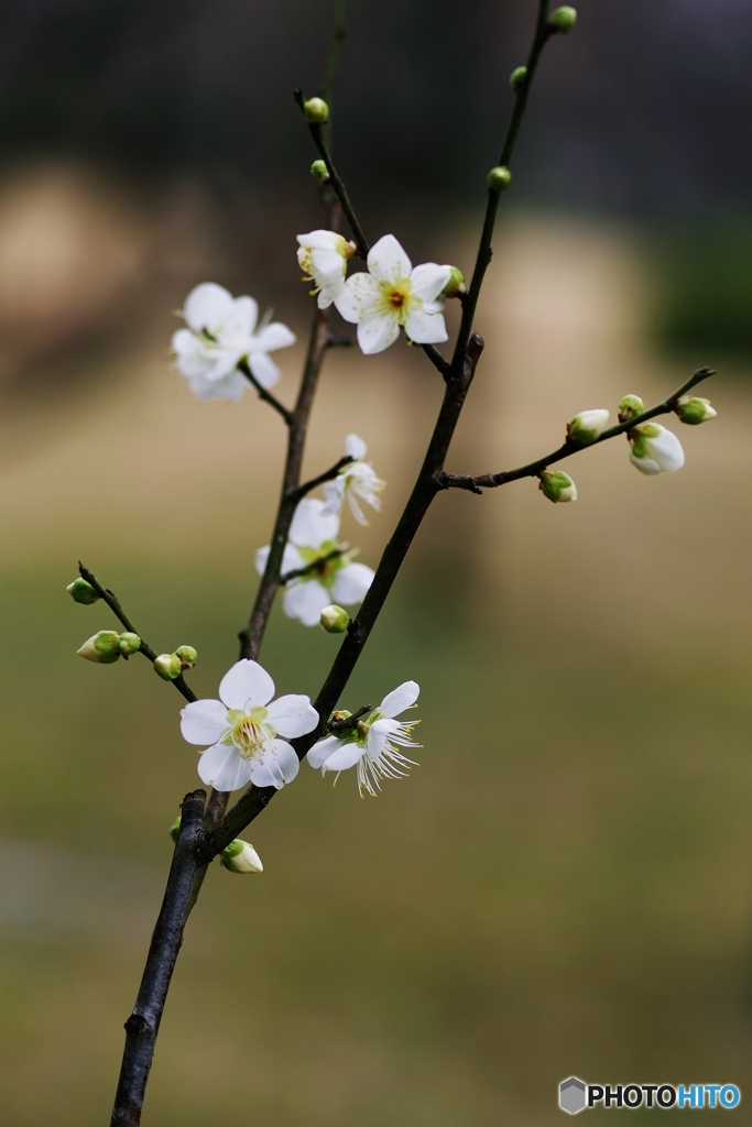 如月一日の白梅