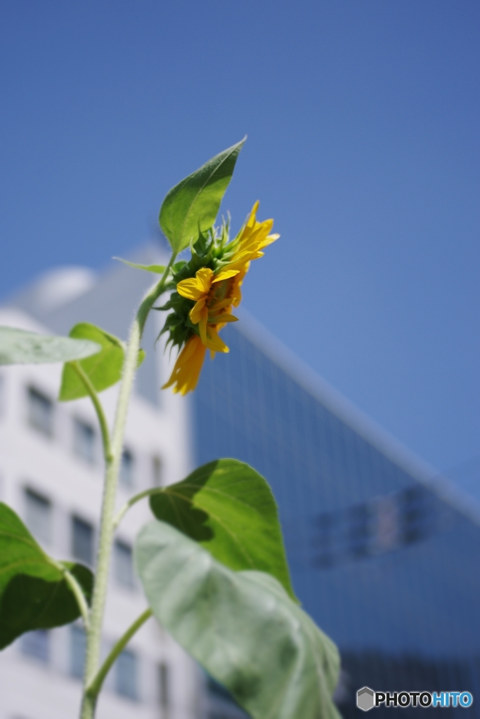 アツい夏の花、アツい街に咲く