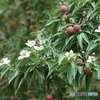 山法師 花と実