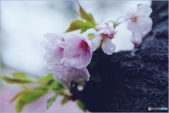 見まもる桜