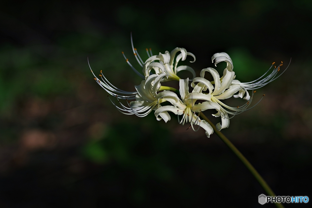 森の中の白花曼殊沙華