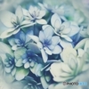 ennui hydrangea