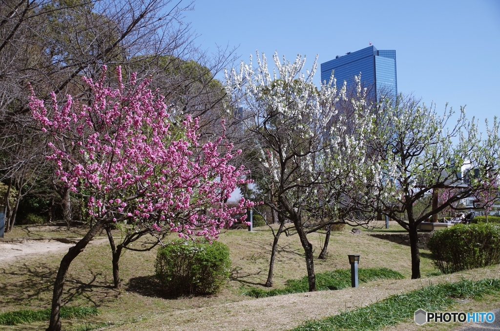 花桃 藤田邸跡公園