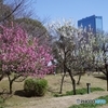 花桃 藤田邸跡公園