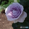 ミステリアスな青い薔薇