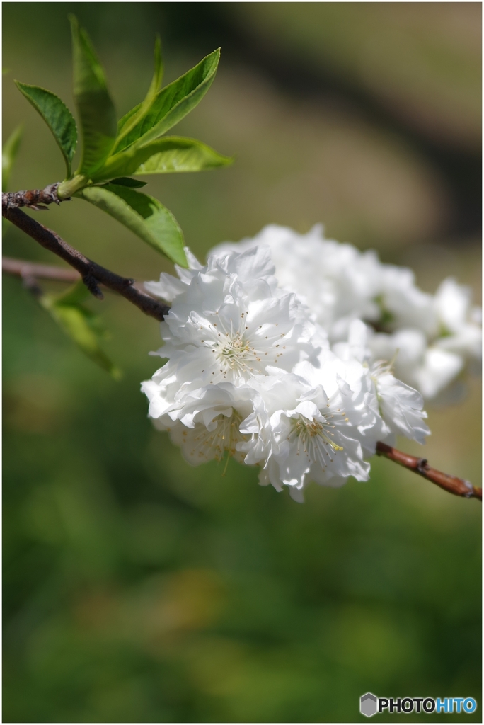 白い花桃