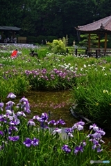 花がら摘み、最後まで美しく