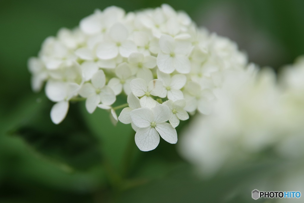 水無月の白❀アナベル