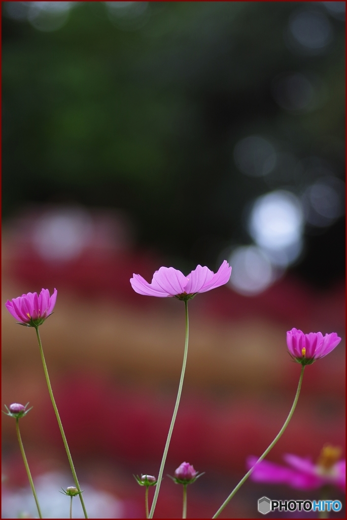 伸びやかに秋桜たち