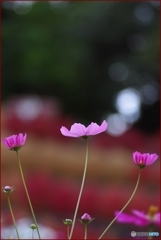 伸びやかに秋桜たち