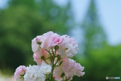 遅咲きのセレッソ♪