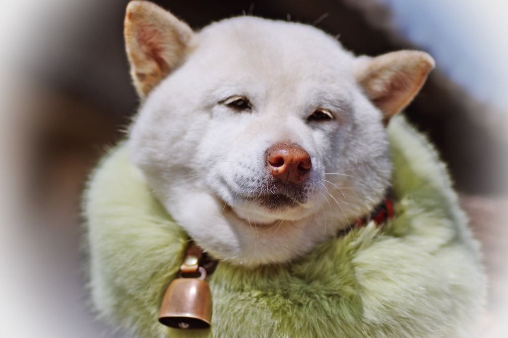 旅犬・さくらちゃん