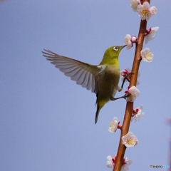 メジロさん ありがとう