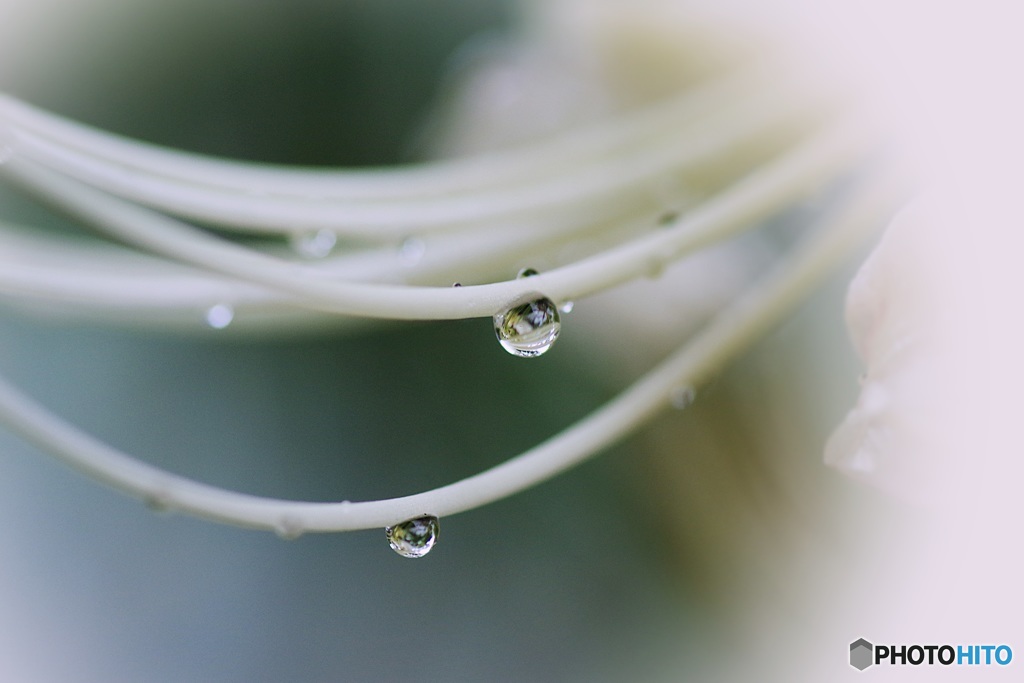 雨粒をたたえて