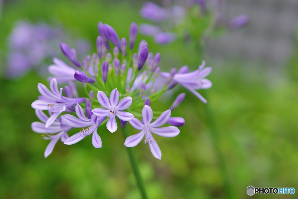 愛の花からラブレター