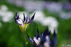 花菖蒲・鷹の爪③